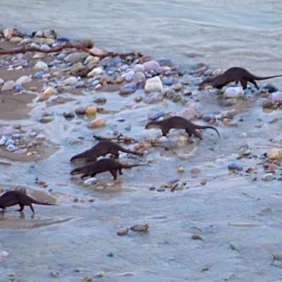 रामनगर: 80 साल बाद कोसी नदी में दिखी दुर्लभ जलजीव (ऊदबिलाव)